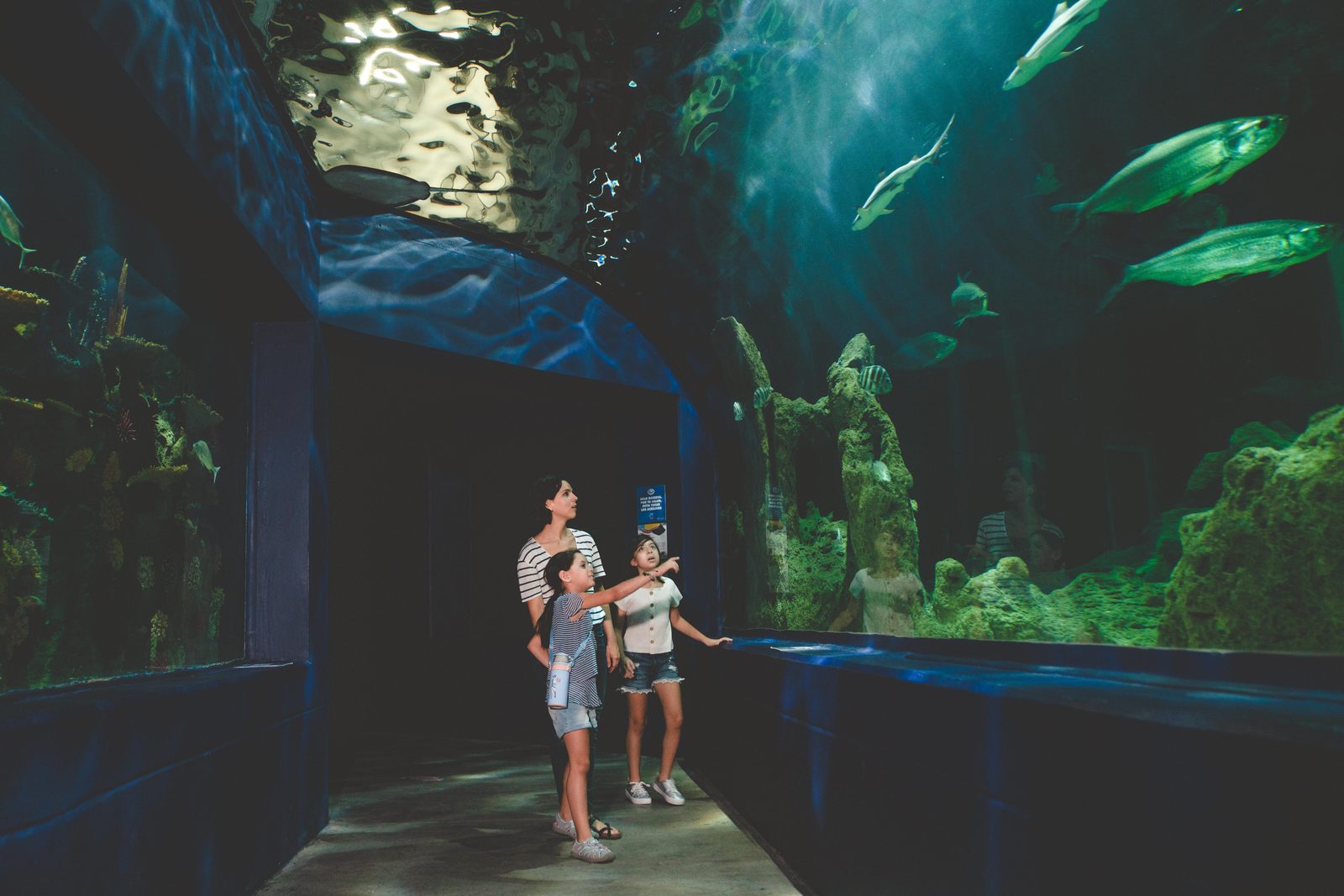 Family observing diverse fish and corals in a large glass aquarium — similar to Den Blå Planet (The Blue Planet) aquarium near Copenhagen