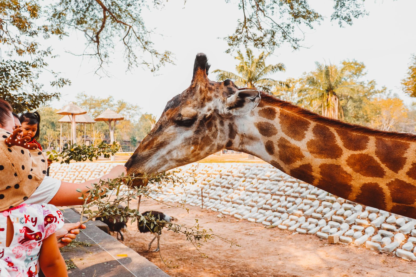 Young child feeding a giraffe at a zoo — similar to Copenhagen Zoo's elephant house and Børnezoo (children's petting zoo)