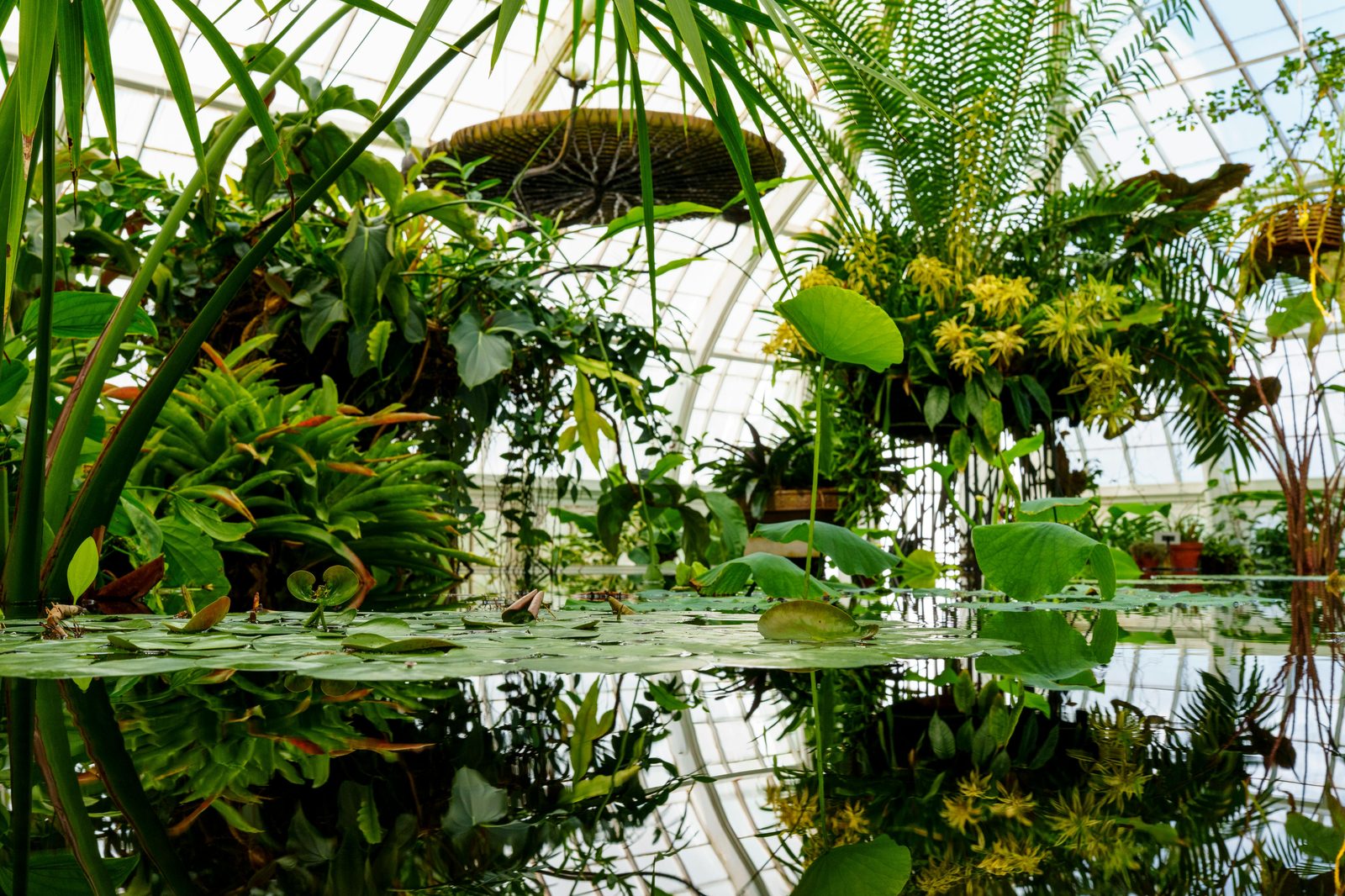 Tropical glasshouse with palms — Copenhagen's Botanical Garden Palm House and the Glyptotek's Winter Garden are tropical refuges from the rain