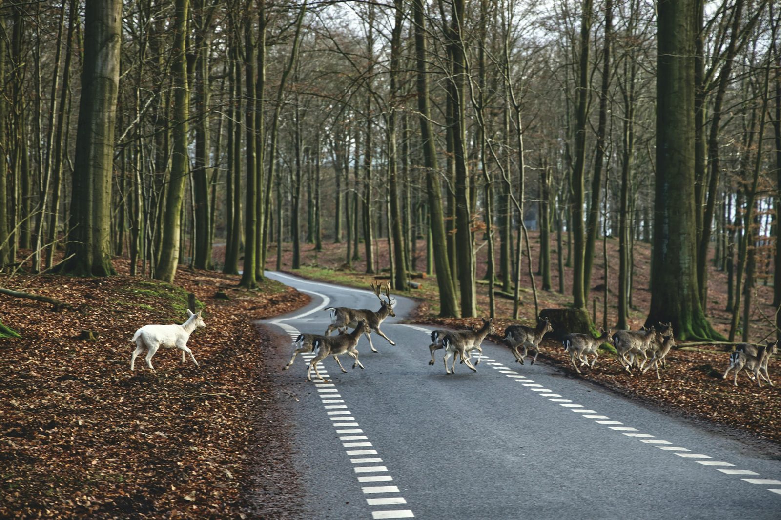 Danish fallow deer in a wooded road — similar to Jægersborg Dyrehave, the UNESCO royal deer park and Bakken amusement park, 20 minutes north of Copenhagen