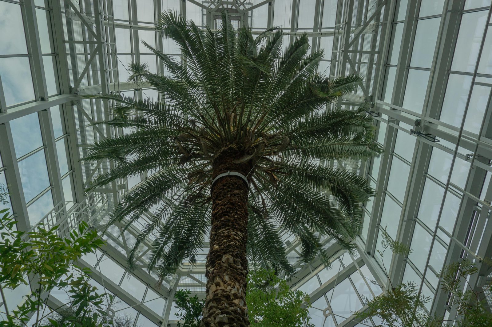 Low-angle view of a palm tree inside a glass conservatory — the Ny Carlsberg Glyptotek's iconic Winter Garden is a tropical conservatory at the heart of the museum