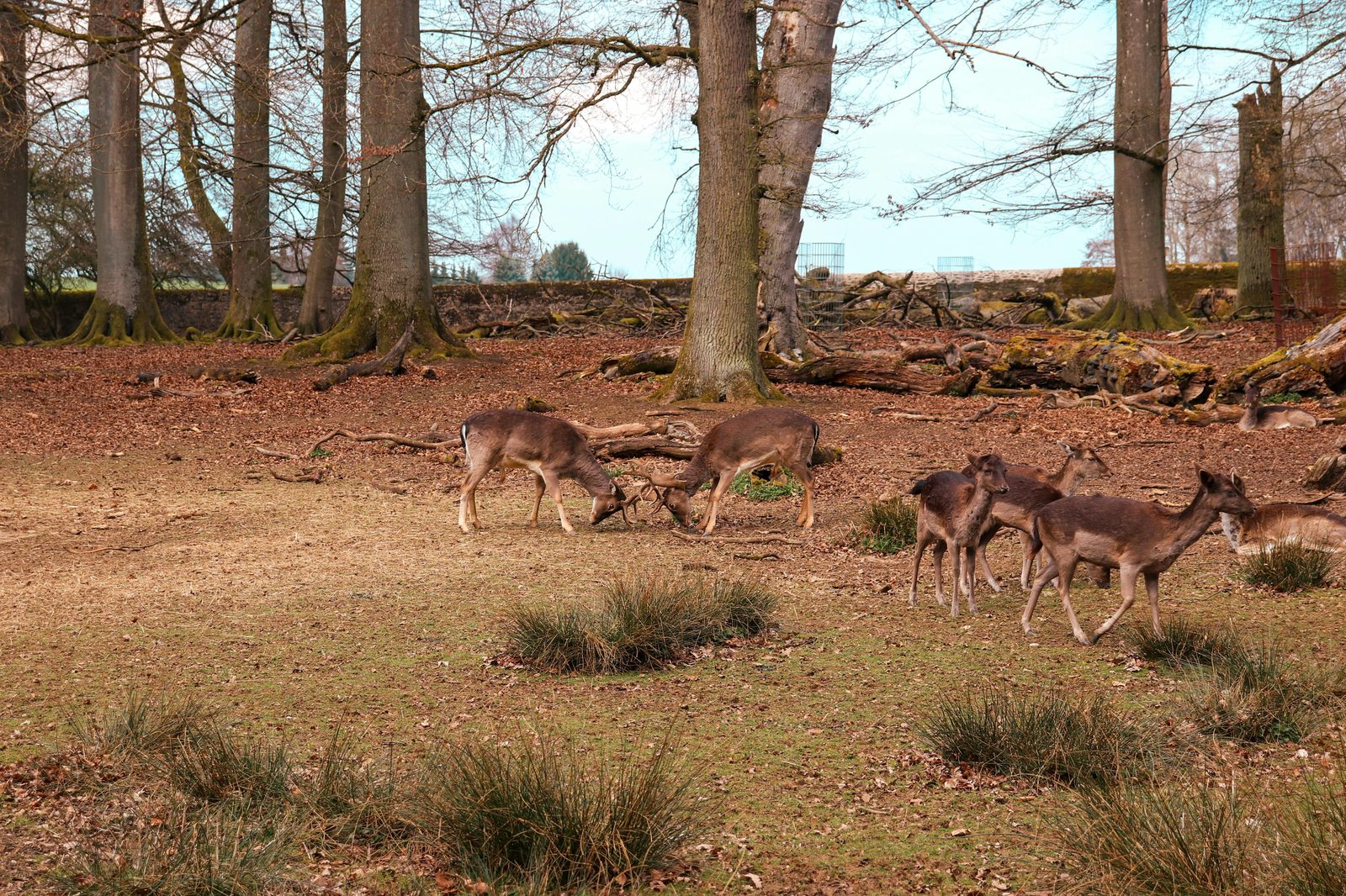 Wild deer roaming the Dyrehaven royal forest near Bakken Copenhagen