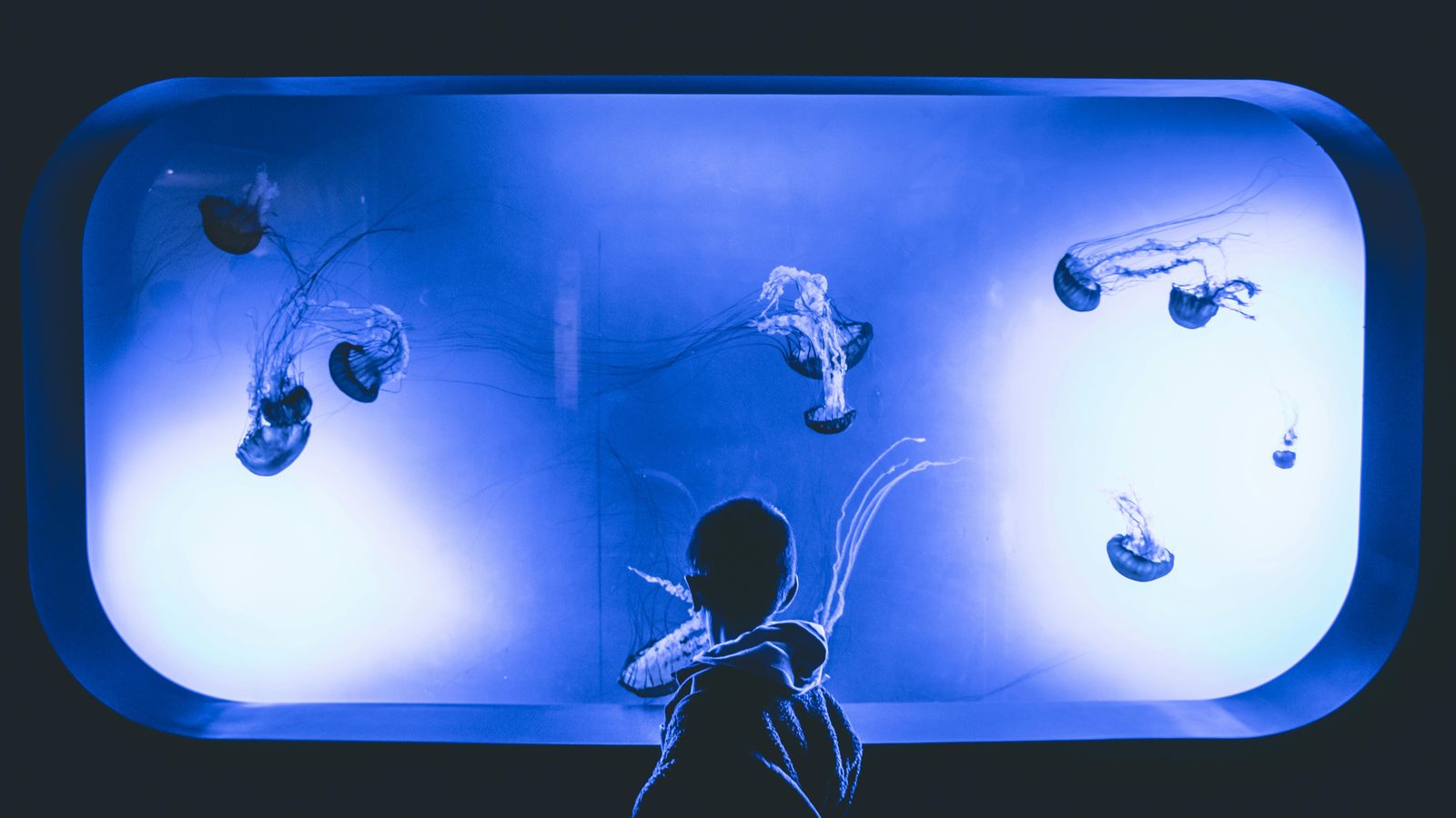 Illuminated jellyfish tanks in the dark corridor at Den Bla Planet