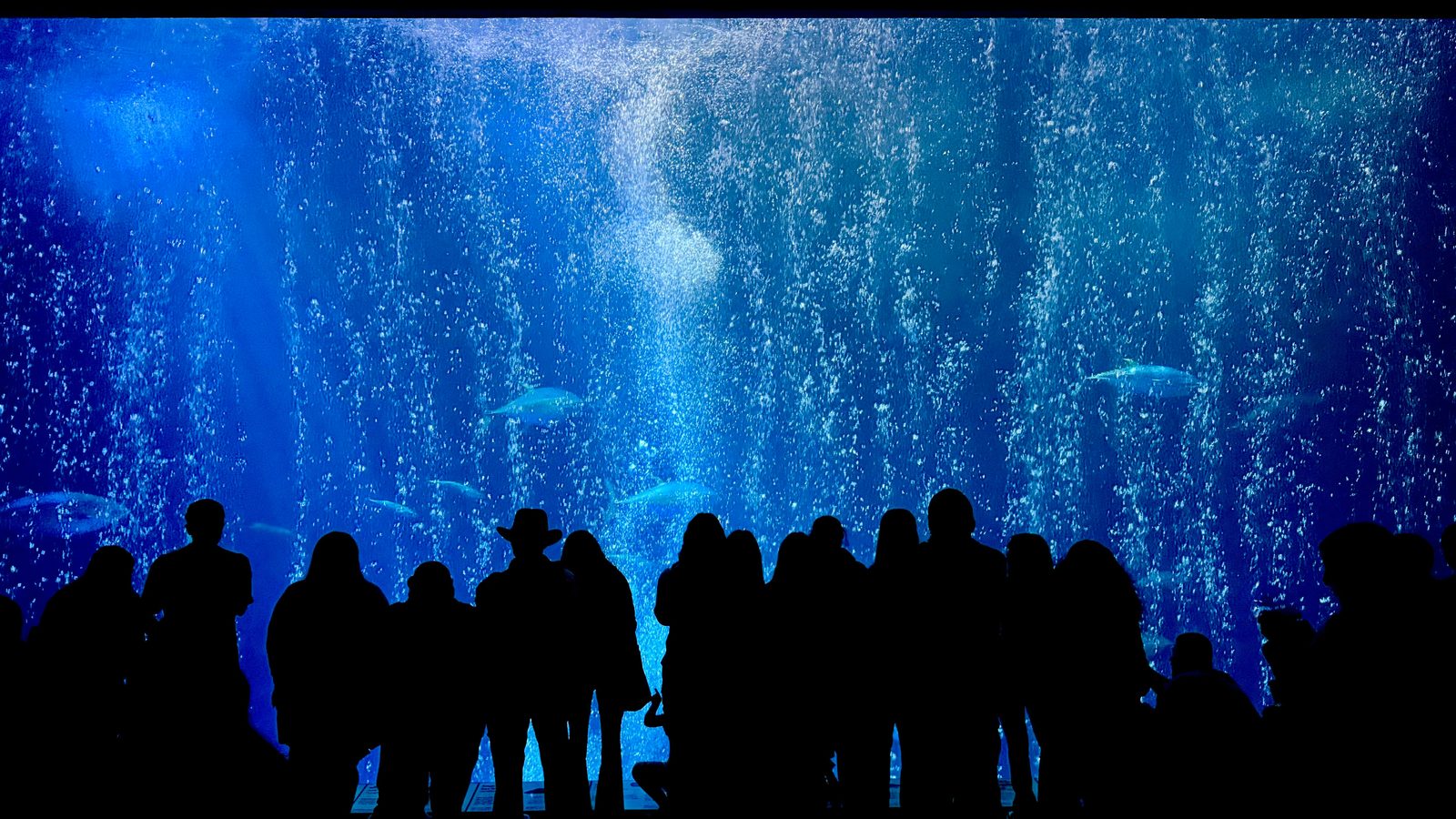 Children pressed against the glass watching fish at Den Bla Planet aquarium