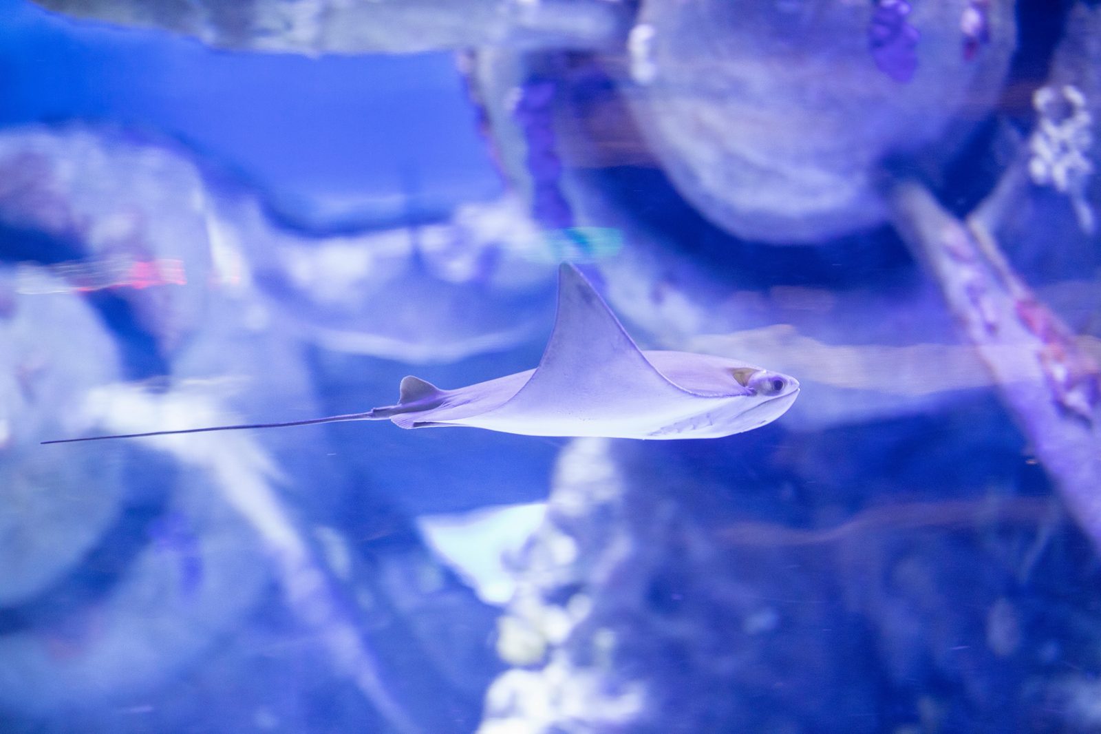 Stingrays gliding through the Ocean tank at Den Bla Planet aquarium