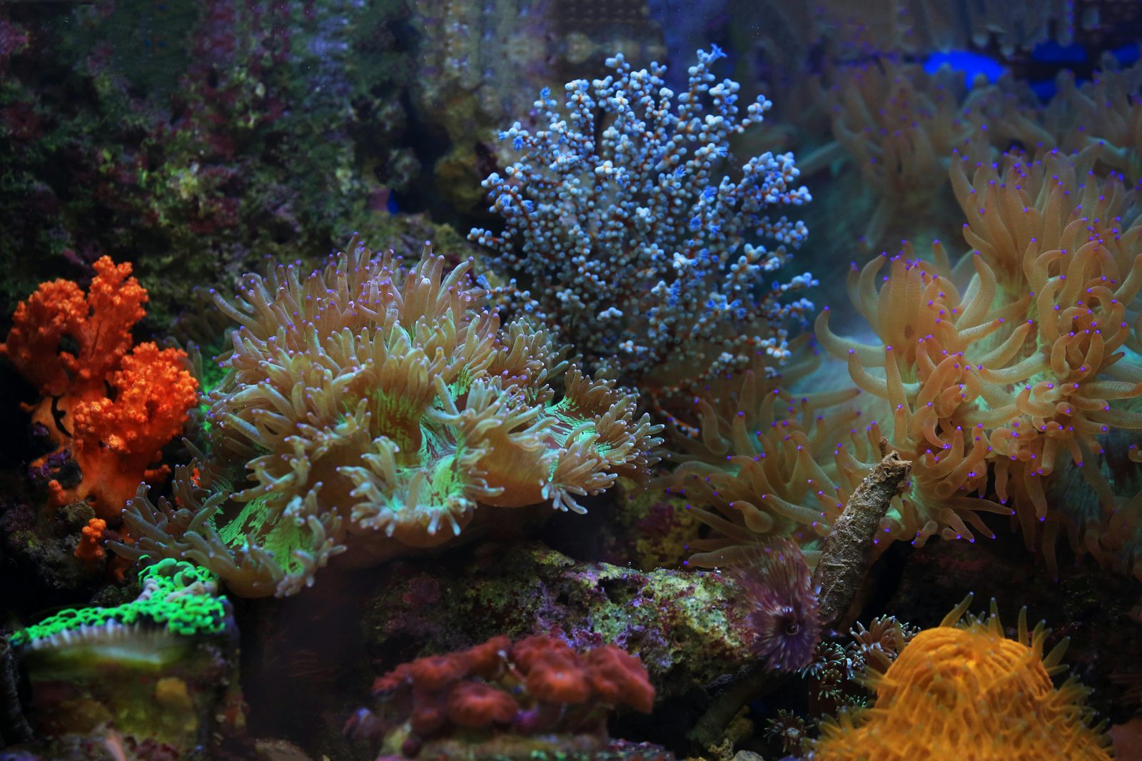 Colourful clownfish and coral in the Indo-Pacific reef tank at Den Bla Planet