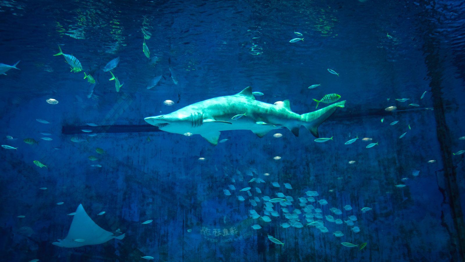 Hammerhead shark in the Ocean tank at Den Bla Planet aquarium