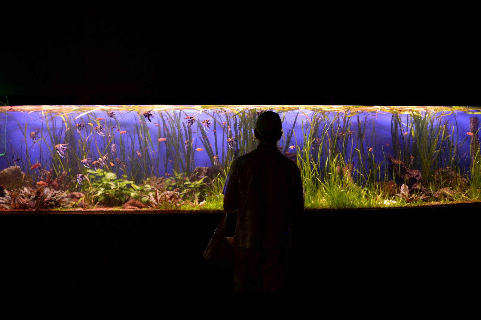 Colourful tropical fish in one of the 53 themed tanks at Den Bla Planet