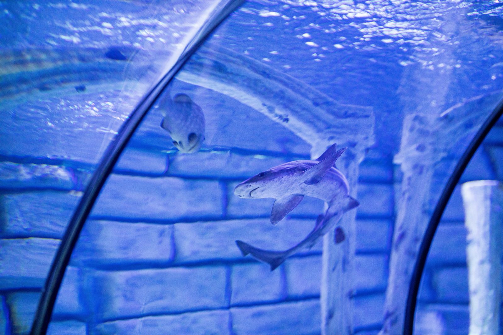 Visitors walking through the underwater glass tunnel beneath sharks at Den Bla Planet
