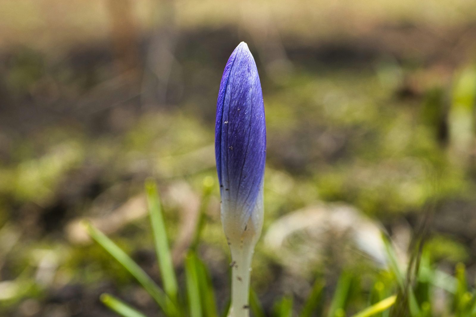 Crocus flower early spring — Copenhagen's first spring flowers are crocuses appearing late February-March, followed by daffodils in April