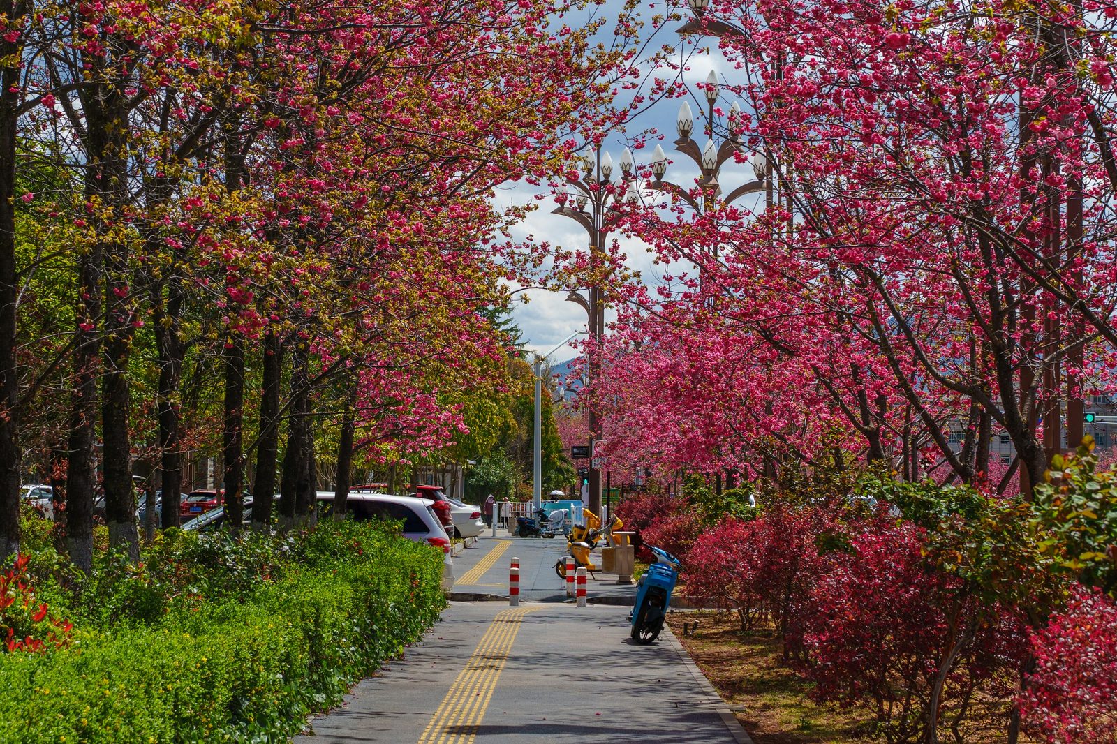 Spring city park flowers blooming — Copenhagen in spring offers cherry blossoms, mild weather, and Tivoli Gardens season opening