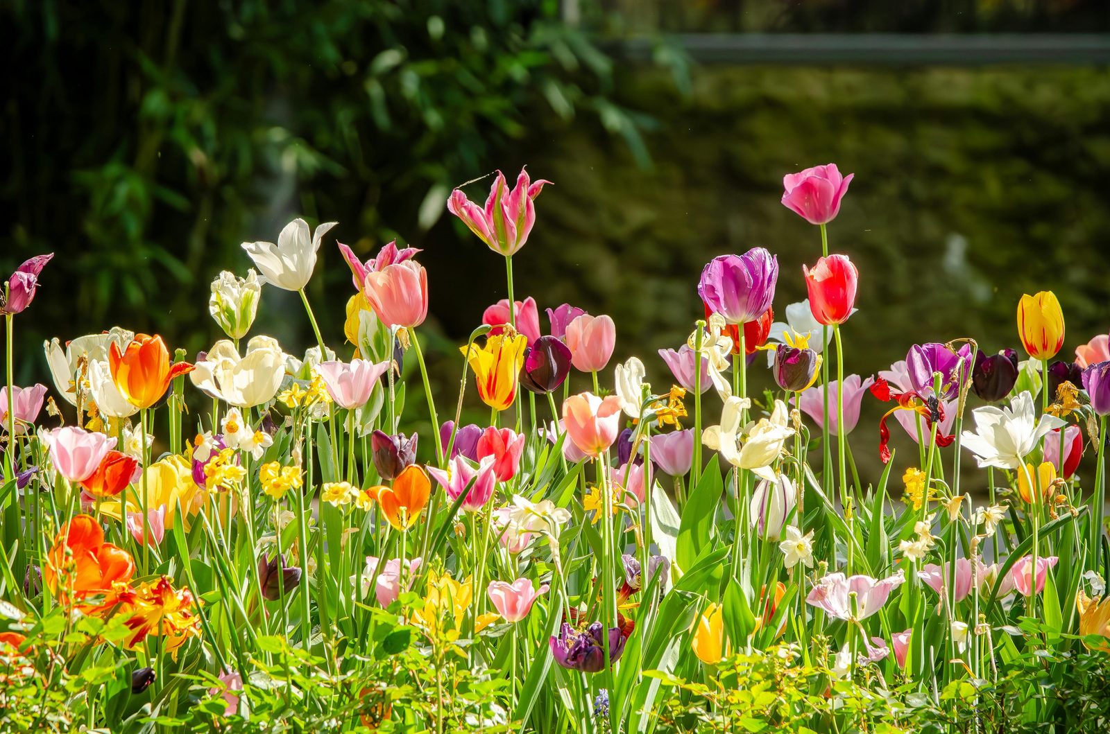 Tulips garden colorful — Copenhagen tulip displays appear at Tivoli Gardens, Frederiksberg Have, and the Royal Library Garden in late April-May