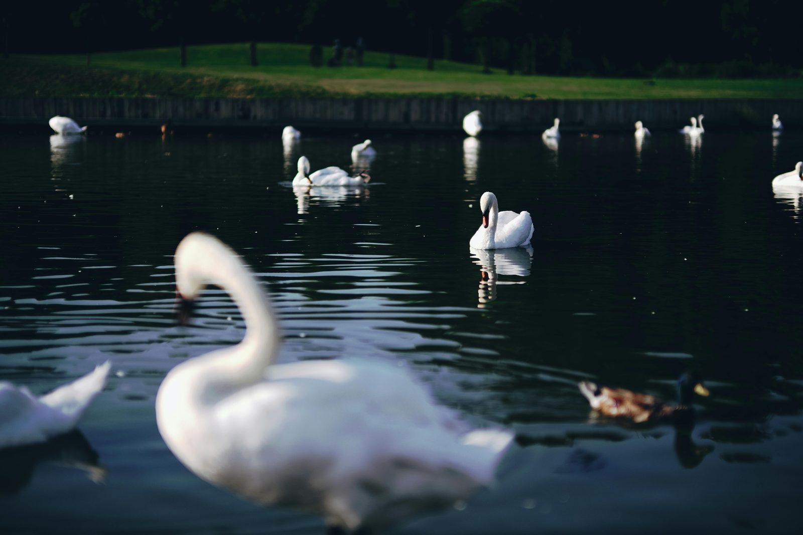 Park lake with swans — Frederiksberg Have's lake offers boat rentals in summer and is home to swans, ducks, and the iconic Chinese pagoda