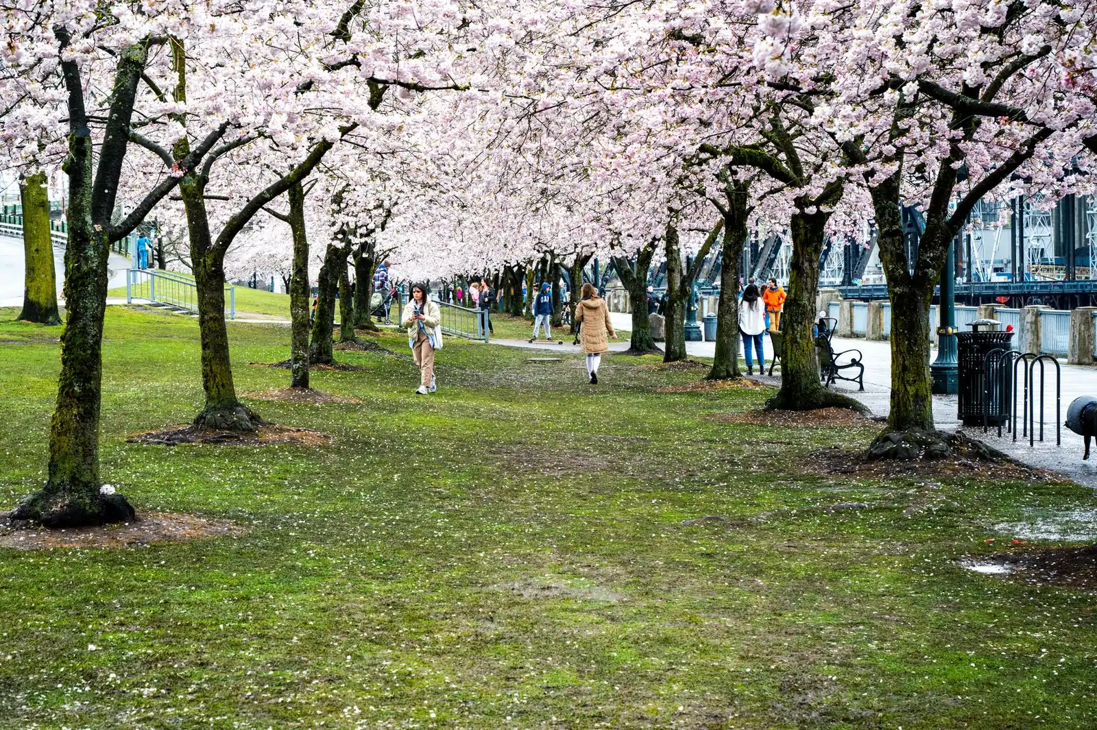 People walking beneath an avenue of pink cherry blossom trees beside a waterfront path