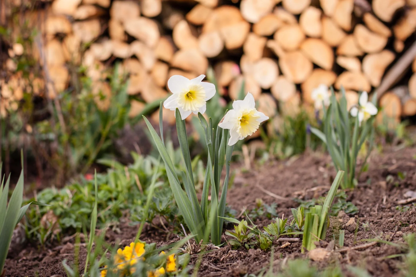 A few early daffodils in flower on bare ground in front of a woodpile