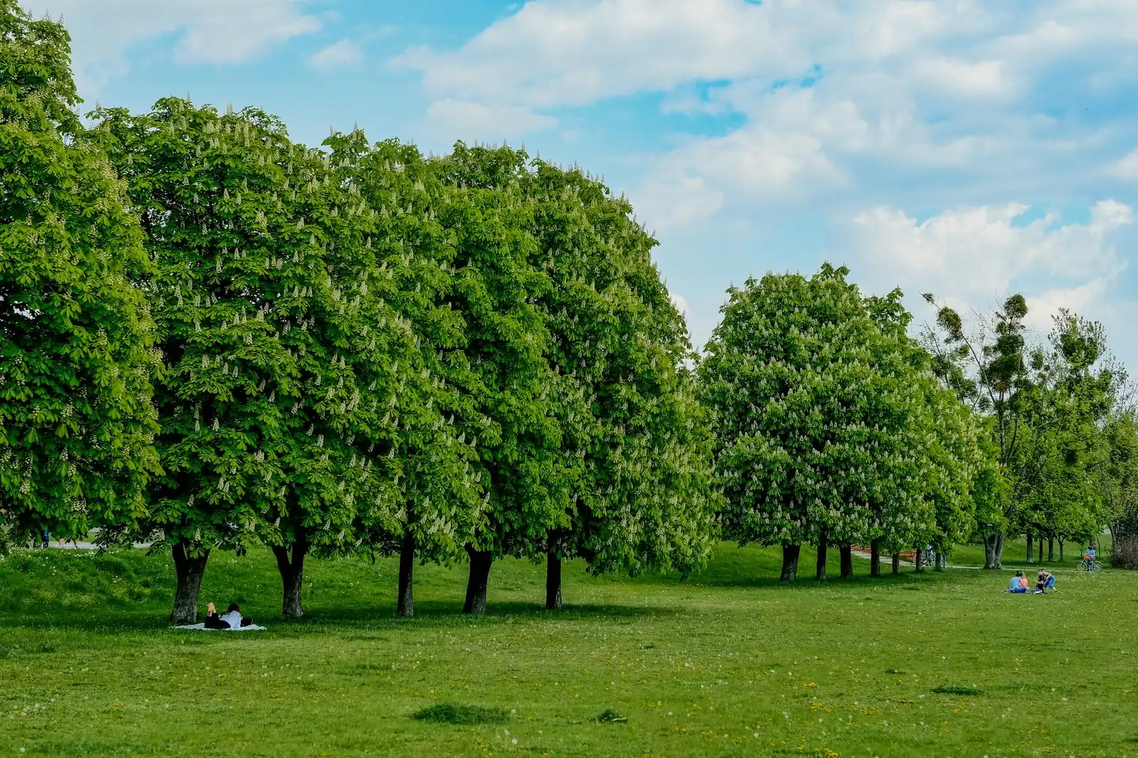 A row of horse chestnut trees in white flower above a sunny lawn with people picnicking
