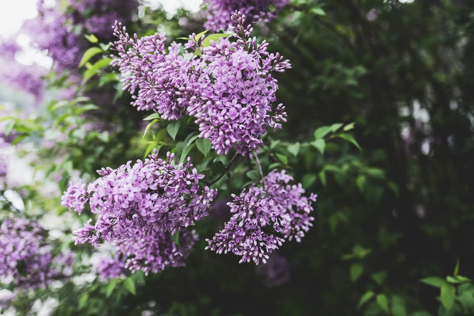 Clusters of purple lilac flowers in full bloom among green leaves