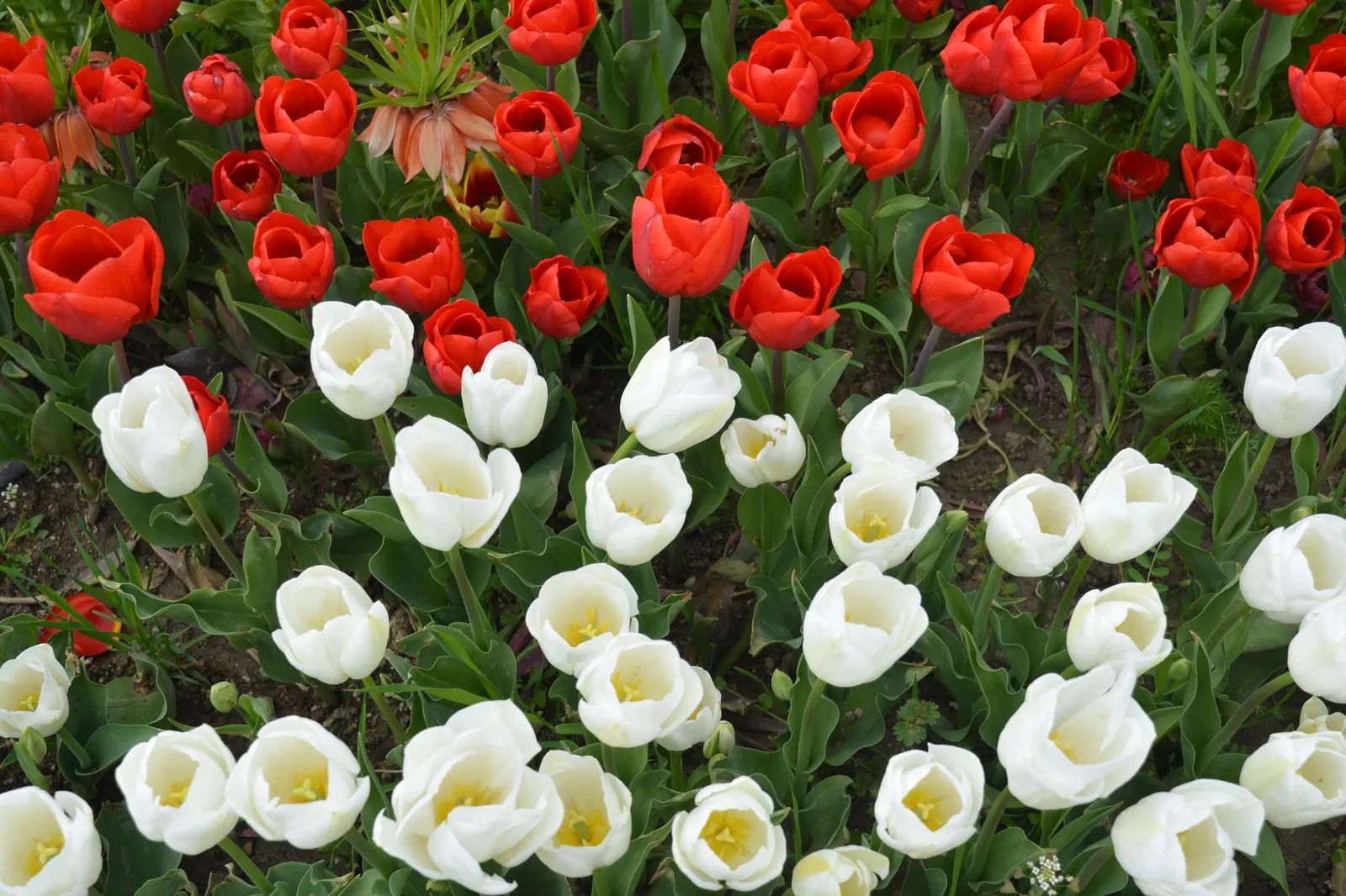 A flower bed of red and white tulips in full bloom