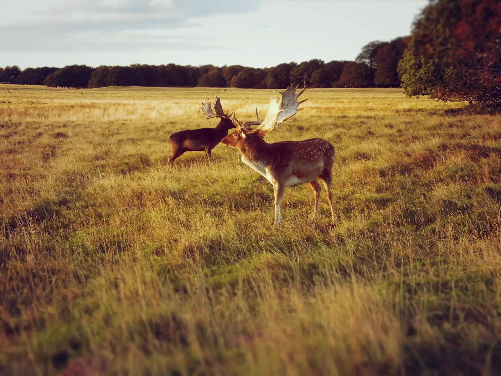 Two fallow deer bucks on the open grassland of Dyrehaven at Klampenborg