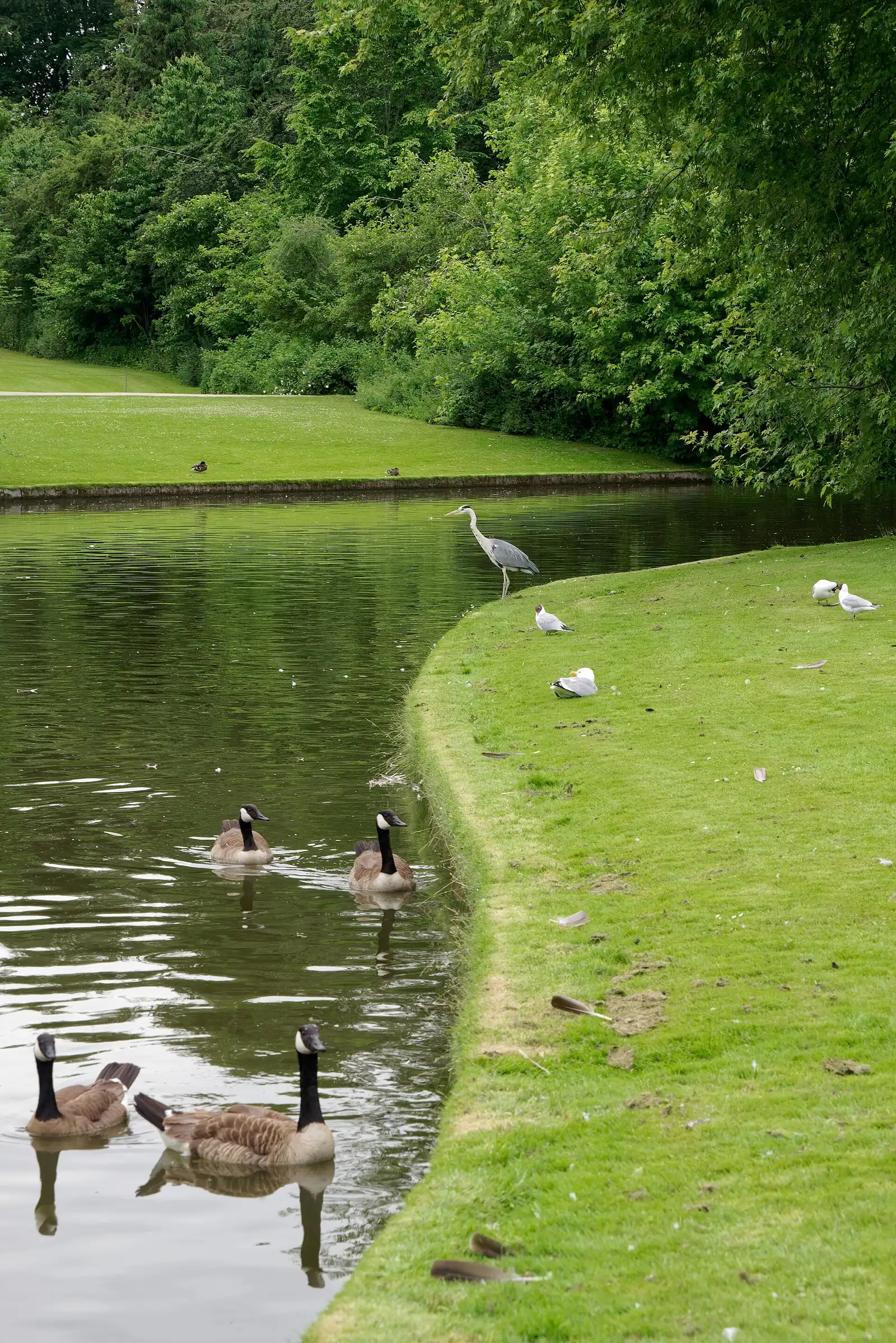 Geese and a heron along a curving canal in Frederiksberg Have