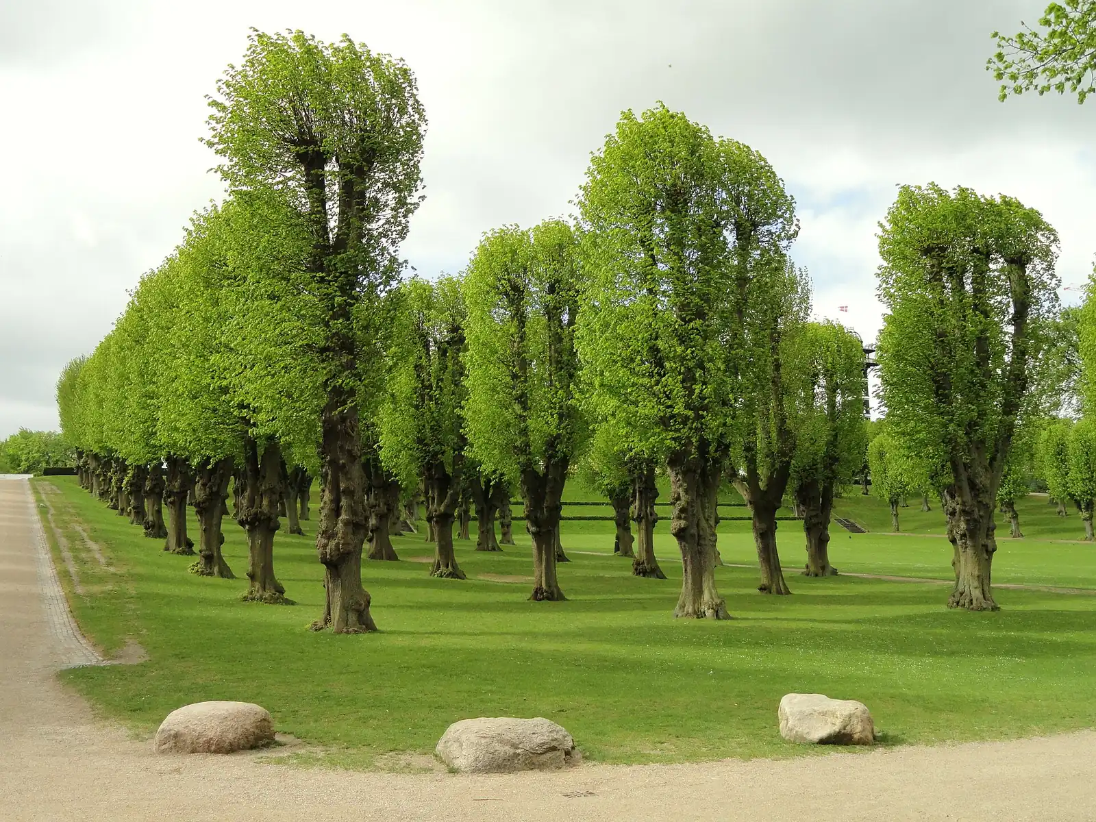 An avenue of pollarded trees in Frederiksberg Have in spring