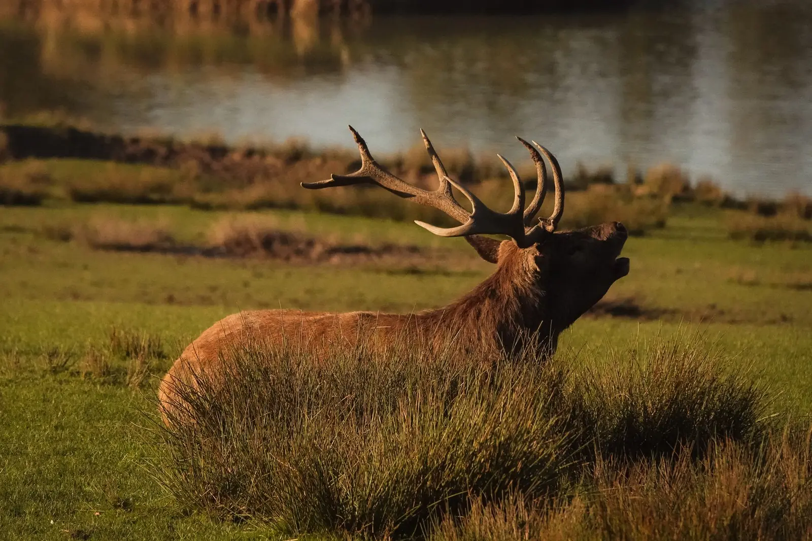 A red deer stag bellowing in a meadow beside the water in low autumn light